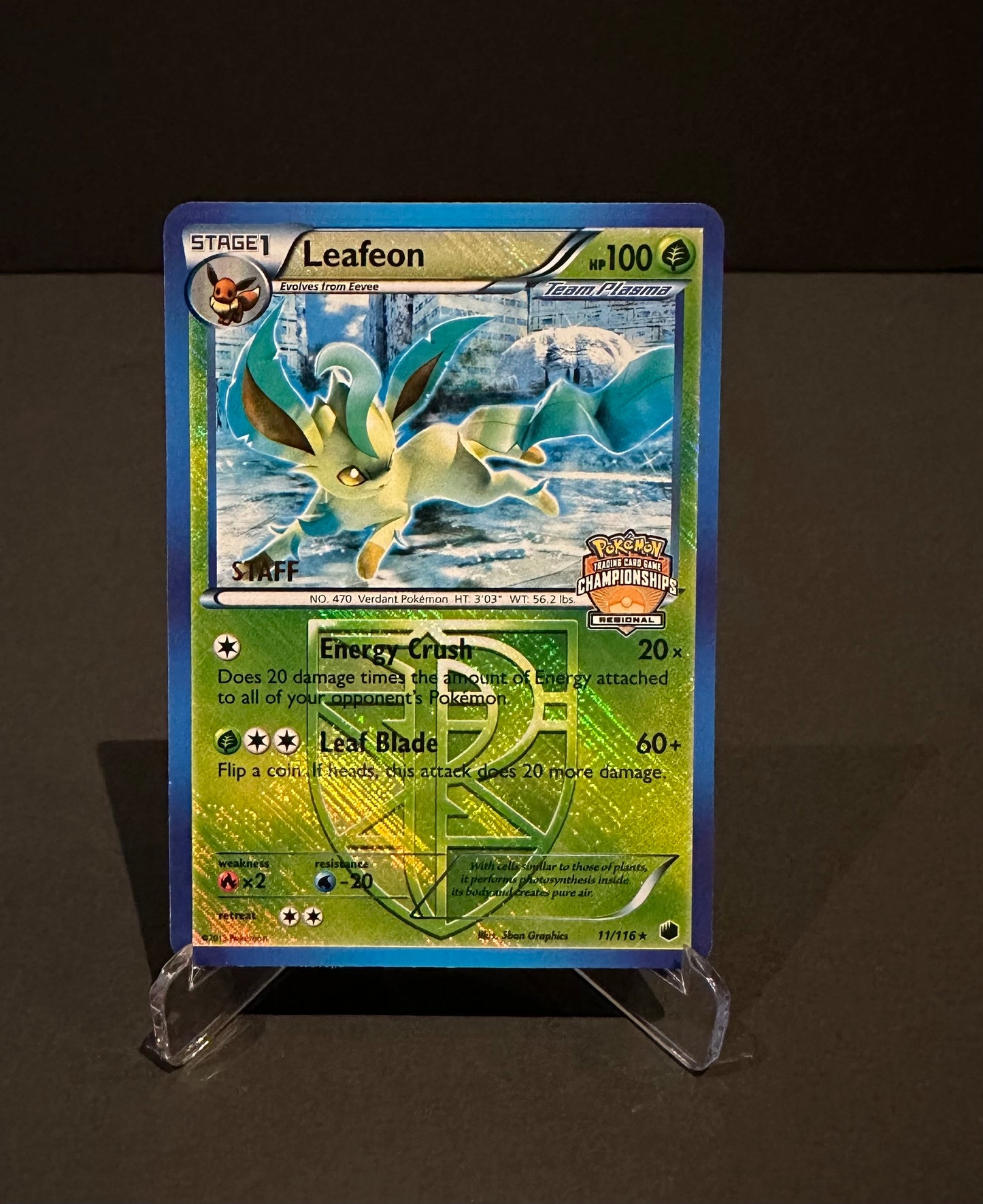 Regional Championships promo: Leafeon (STAFF)